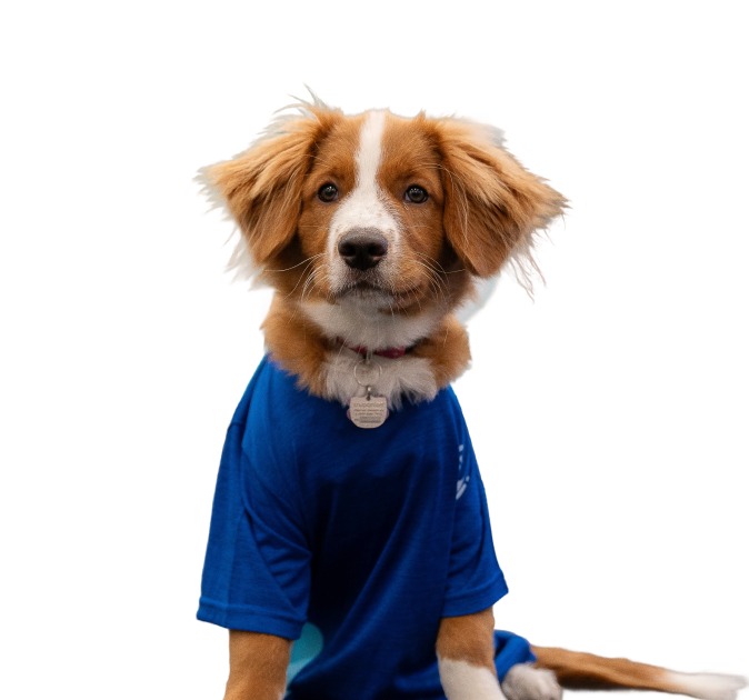 physiotherapy, massage therapy, registered dietitian and chiropractic services in Ottawa, Canada